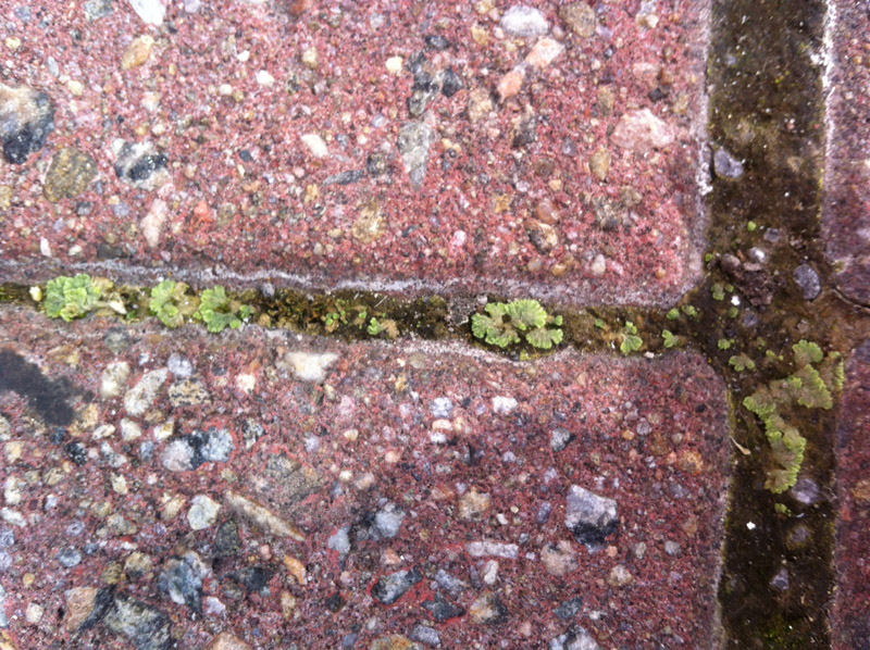 Riccia cavernosa